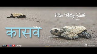 कासव  | Velas Turtle Festival Teaser | Olive Ridley Turtle | Rohit R Parab Photography & Films