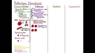 Hemolysis - Infectious