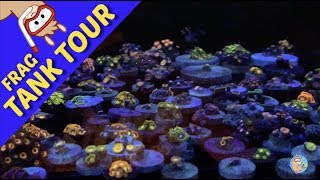 Tons of Zoanthids - Frag Tank Tour