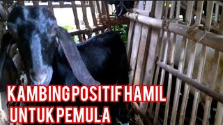 CIRI KAMBING POSITIF HAMIL UNTUK PEMULA SEPERTI SAYA#kambingjawarandu #cirikambinghamil