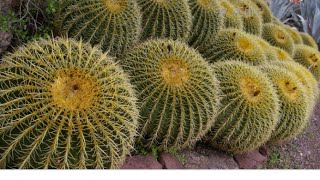 Desert plants