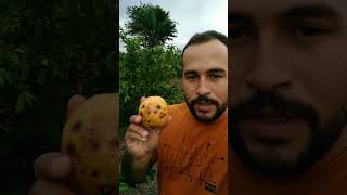 prévia: Antracnose e outros problemas da lavoura de goiaba. #plantio #agricultura #goiaba #fruta