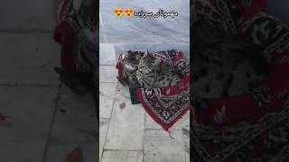 مهمونای سر زده😍😍😍😍😍