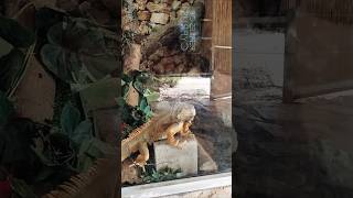 Игуана! 🦎❤ Зоопарк в Пафосе, Кипр // Iguana. Paphos Zoo, Cyprus