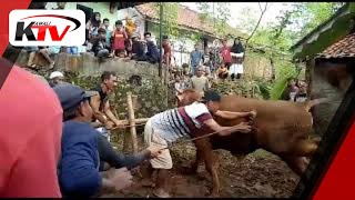 Sapi Qurban Ngamuk, Pohon Pisang Jadi Korban