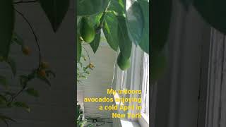 My indoor houseplant avocados enjoying a nice cold breeze #shorts