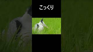 アオサギ 。 居眠り。 動画はコメント欄からどうぞ