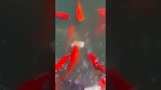 I Fed 10000 Goldfish in a Park and Here's What Happened!