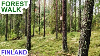 Walking in the Forest in Finland - September 2022