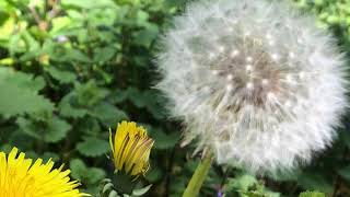 Printemps au Bord de la Loire