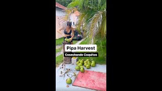 Harvest 🌴🥥Coconuts with me!