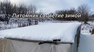 Питомник Соцветие зимой / как зимуют наши растения - подготовка к сезону началась 😴🌺