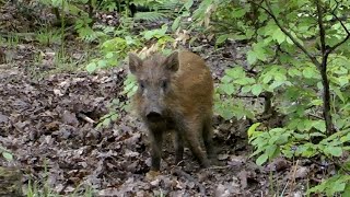 Wild boar and piglets, Forest of Dean