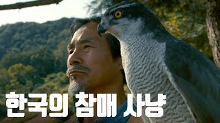 야생의 매와 사람의 공생 관계, 해외가 주목한 참매 사냥 [동물들의 기이한 단짝] Part.2