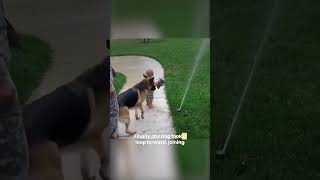 Baby Helps Dog Overcome Sprinkler Fear!🍼🐶