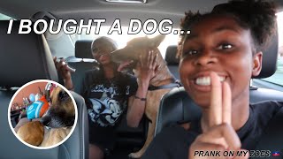 I GOT A DOG.....PRANK *funny*