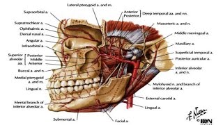 Maxillary artery