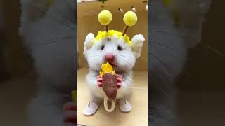 hamster eating