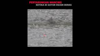 PERTARUNGAN SENGIT KETIKA MANCING DI GUYUR HUJAN DERAS #lombamancing#mancingmania #short