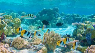 Fish eat out of my hands in BORA BORA!!