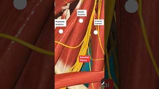 How Scalene's muscles can create Radiating Pain in your Arm.