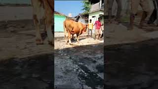 HEWAN QURBAN #iduladha #cow #qurban #sapisimental