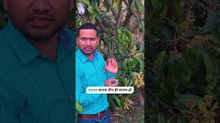 नीम से भागेंगी आम की बिमारी | Protect mango blooms for healthy harvest!