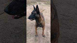 Semental Pastor Belga Malinois Des Champs