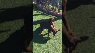 Doberman puppies play fight for alpha