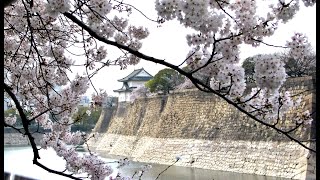 Beautiful cherry blossom-Osaka & Kyoto, Japan