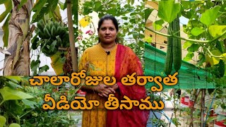 చిన్న హార్వెస్ట్ అలాగే కొన్ని మొక్కలు || Small Harvest as well as some plants ||terrace garden