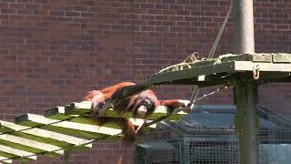 Bornean Orangutan, Paignton Zoo (19th July 2024)