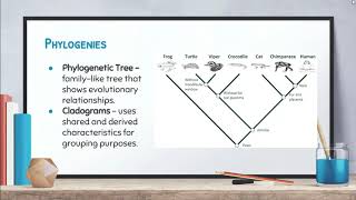 Biology: Video 8-5: Classification