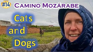 #14 Camino Mozarabe 2022 - Etappe 11|| Alleine Pilgern auf dem Jakobsweg 2022|