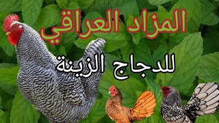 باسعااااااااااااااااااااااااااااااااار مناسبة جدا  المزاد العراقي يبيع السلالات النقية