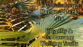 Lilly Pilly & Burrawang Walking Trails - Wyrrabalong National Park