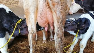 Twin calves drink their mother's milk together . Amazing 😍