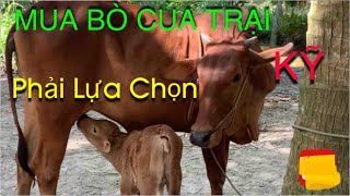 Nuôi bò| Chọn bò giống làm nền sinh sản| Bò sind