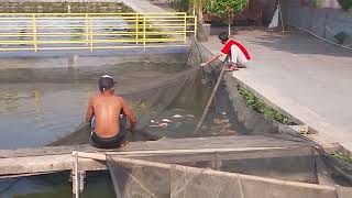 panen ikan mas dalam kolam