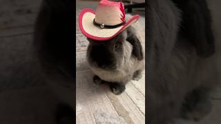 hoppy halloween frens! 🧡🖤 buns&quartz shared a cowboy hat this year 🤠 #shorts