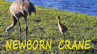 A Cute Birdie in Crane’s Family  Melbourne / Прелестная птичка в семье журавлей Мельбурн