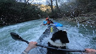 Saving a DOG on the RIVER!