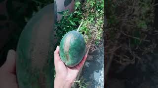 harvesting of my second and big 500 gram watermelon 🍉 at home by PS Channel 🍉🍉❤️😍😍🥰😘