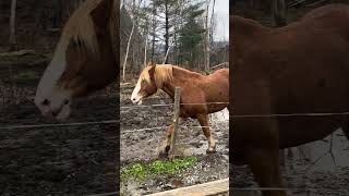 Horse and carriage ride through the woods of Vermont with the kids