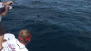 Revenge of the Sailfish Funny Video