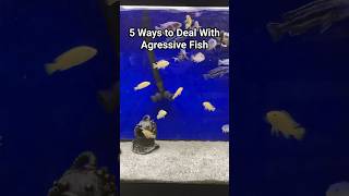 5 ways to deal with agressive fish. Especially African cichlids #aquarium #africancichlids