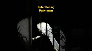 Pancingan Puter Pelung