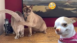 1 Hours Funniest Cats and Dogs 😺🐶 Best Funny Animal Videos Of The 2024