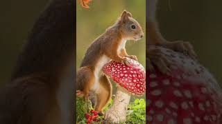 🎵🎶Пісенька про білочку🐿️🥜🌰🍄