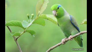 Parrotlet